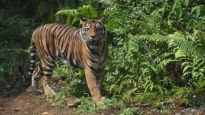 peresmian-pusat-rehabilitasi-harimau-sumatera-prhsd_20180311_150947.jpg