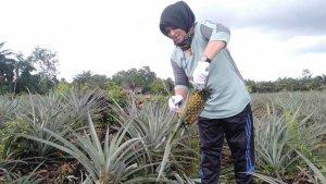 petani-nanas-di-desa-jati-mulyo-kecamatan-dendang-kabupaten-tanjung-jabung-timur.jpg