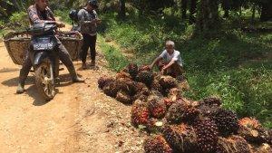 petani-panen-sawit.jpg