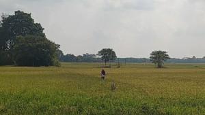 sawah-di-tebo-29072025.jpg