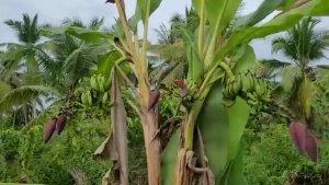 unik-pohon-pisang-di-kuala-tungkal-ini-memiliki-dua-cabang.jpg