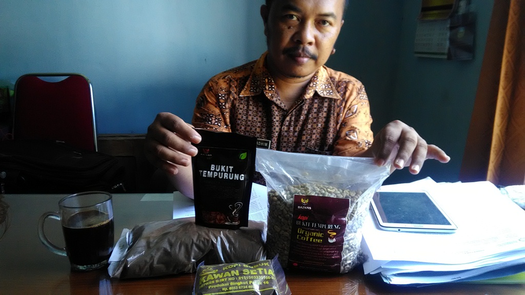 Sebentar Lagi Kopi di Sarolangun Jambi Panen Raya, Pembinaan Minim Banyak Petani Tak Bisa Olah Kopi