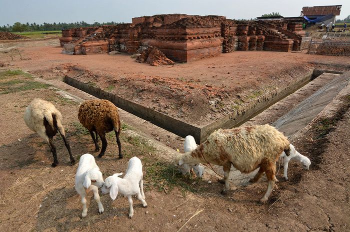 Peneliti Ungkap Kambing Miliki Kecerdasan dan Cinta Mirip Anjing dan Kucing