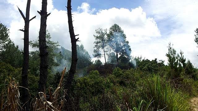 Kebakaran Bukit Sentiong Nyaris ke Lahan Warga