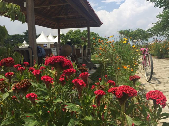 Berwisata ke Kampung Organik, Dari Aneka Sayuran dan Buah, Area Selfie Hingga Arena Outbound