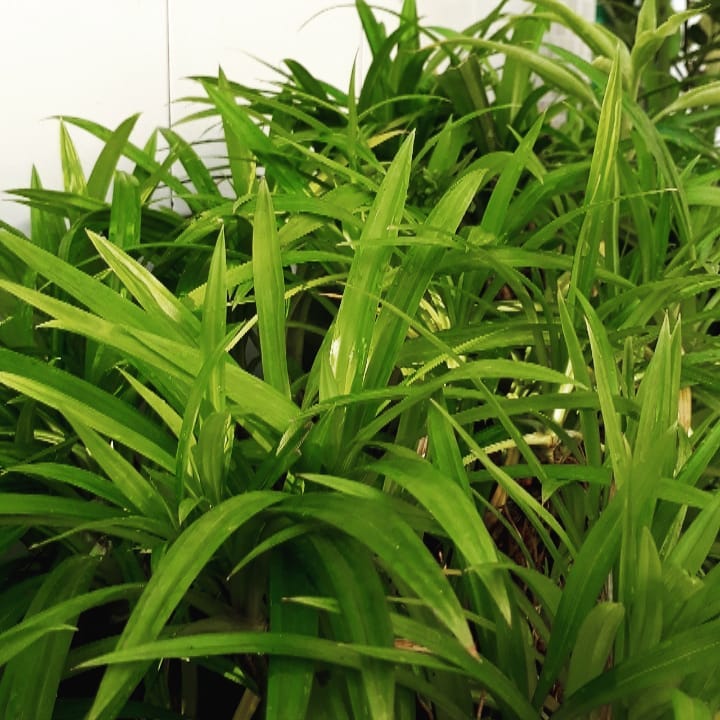 Minum Air Rebusan Daun Pandan Secara Rutin, Dipercaya Bisa Redakan Insomnia dan Diabetes