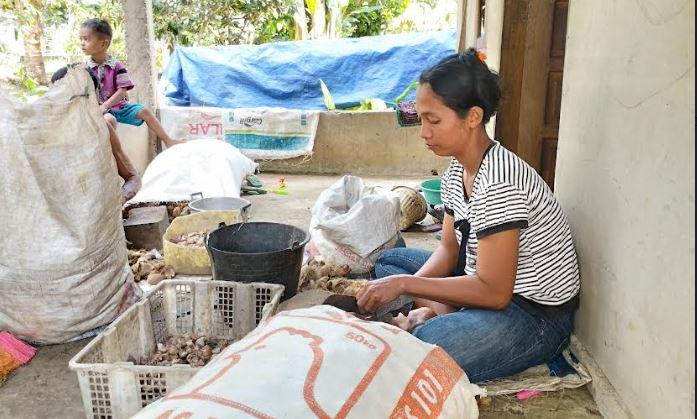 Harga Pinang Anjlok, Jasa Pengocek Pinang di Tanjabtim Jambi Terkena Dampaknya