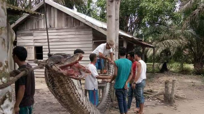 Warga Inhu Riau Robert Nababan 'Bertarung' dengan Ular Piton Raksasa. Ini 6 Faktanya