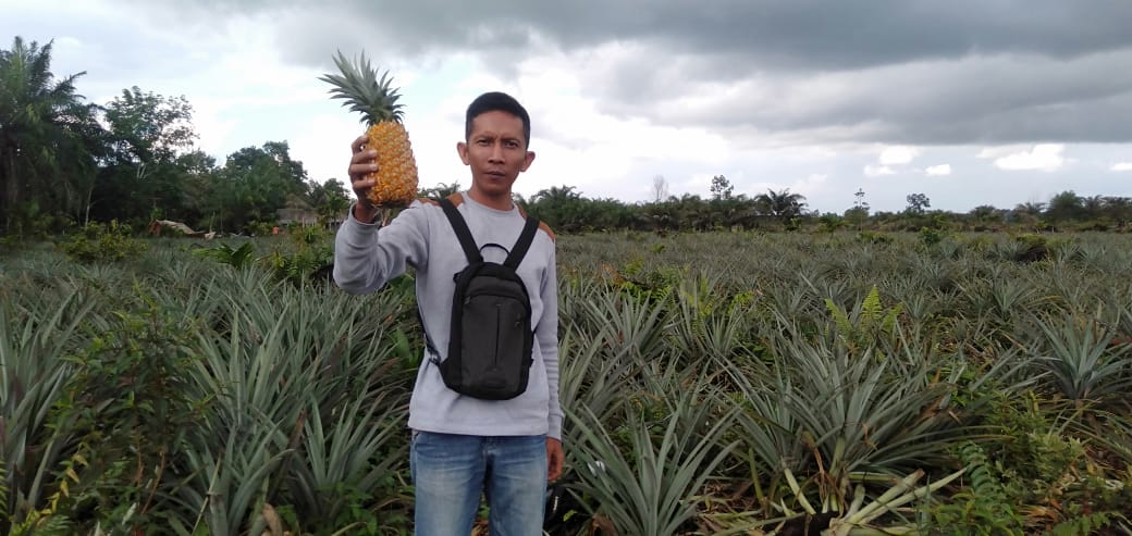 04012020_kebun-nanas.jpg
