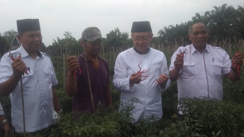 Kebun Cabai di Sarolangun Mulai Panen, Cek Endra Berharap Harga Cabai Stabil hingga Lebaran