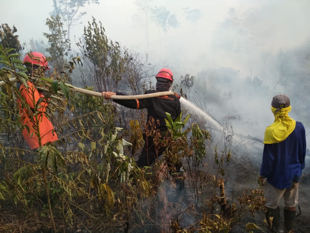 Tiga Hektare Lahan di Muara Tembesi Terbakar, Api Baru Padam Setelah Dua Hari