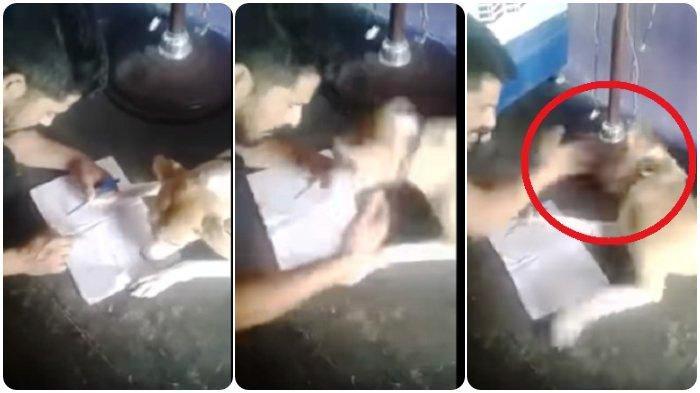 Astaga, Karena Tidak Bisa Dajari Menulis, Anjing Ini Dihajar Pemiliknya. Videonya Bikin Sedih!