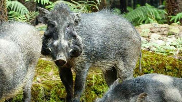 Populasi Babi Paling 'Jelek' Ada di Indonesia, Ini Wilayahnya