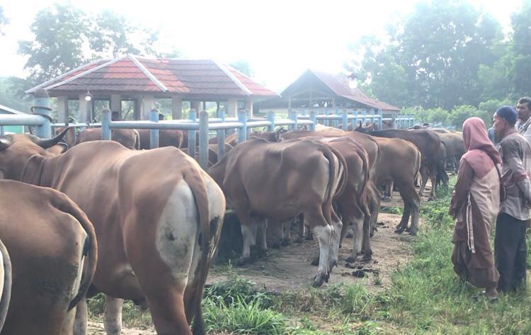 06052026-sapi.jpg