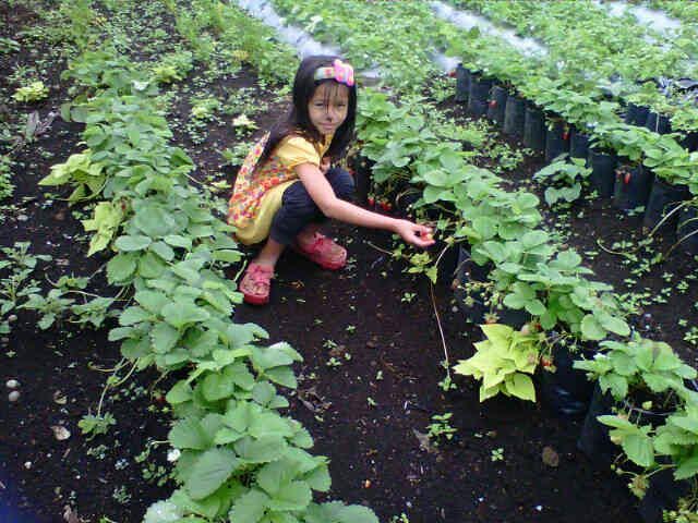 Berkebun Bisa Mengatasi Depresi dan Bisa Menenangkan Pikiran, Berikut 4 Manfaat yang Bisa Didapat