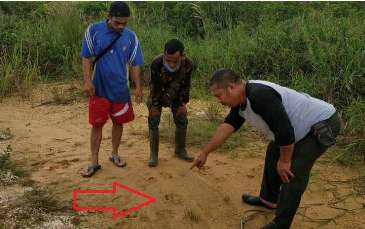 GEGER Temuan Jejak Harimau Sumatera di Dekat Pemukiman Warga, Diduga Harimau Jantan Remaja yang Lagi