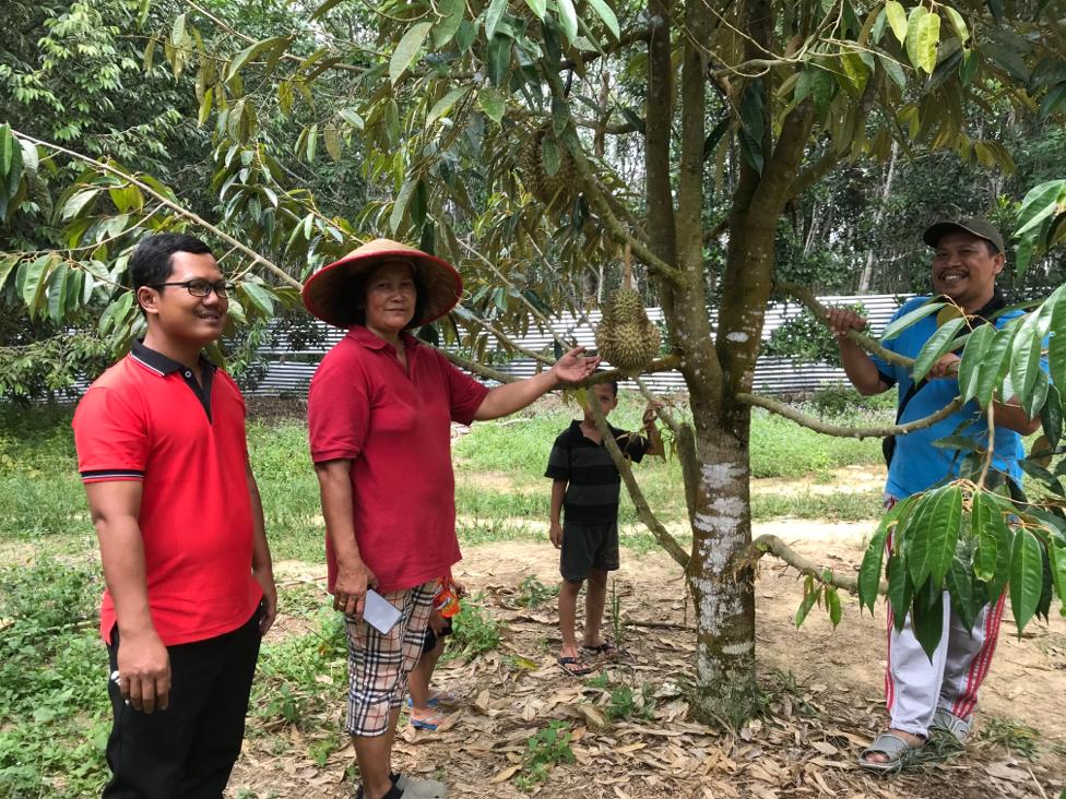 WIKIJAMBI Agro Wisata Laudato'Si di Mestong, Berburu Durian Montong Langsung dari Pohonnya