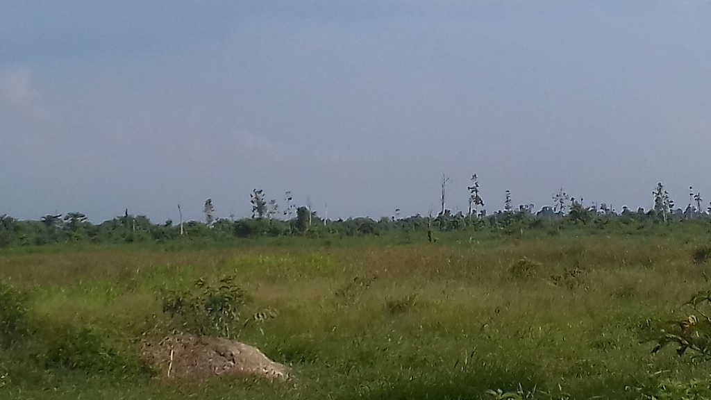 BPBD Jambi Belum Tetapkan Status Siaga Darurat Karhutlah, Ini Alasannya