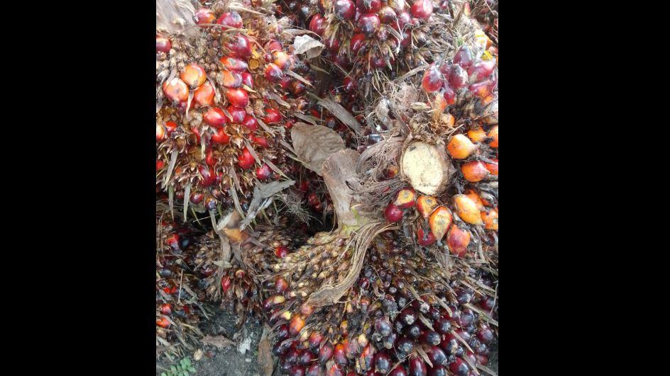 08082025-kelapa-sawit.jpg