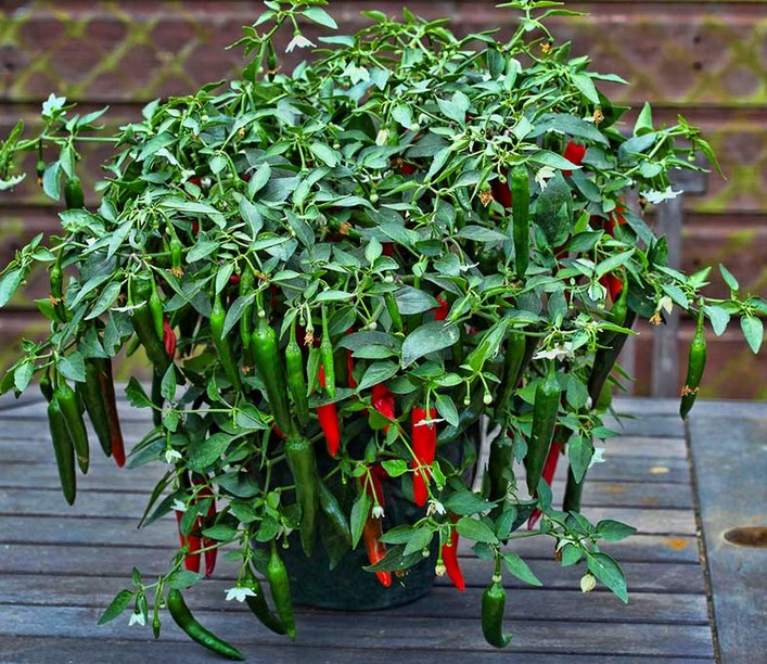 Penyebab Tanaman Cabai Tidak Berbuah, Bisa Karena Pemupukan Berlebih