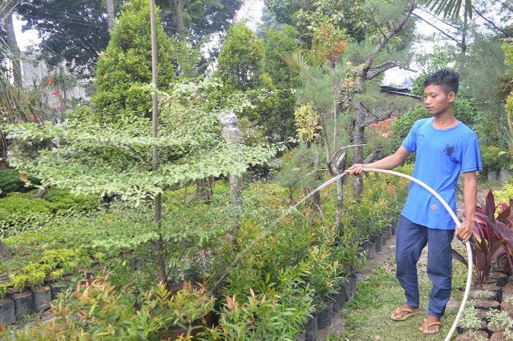 Saat Pandemi Virus Corona, Ternyata Jenis Tanaman Ini Paling Sering Dicari, Harganya Sampai Jutaan