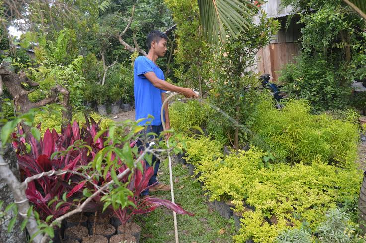 Macam-macam Pupuk Alami Untuk Tanaman Hias,Tips Subur dengan Bahan yang Mudah Didapat dan Murah