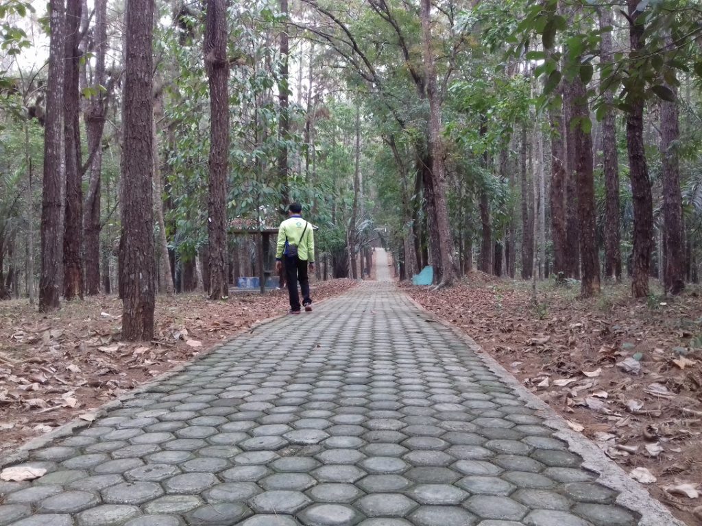 10112015_hutan-pinus_20151110_211346.jpg