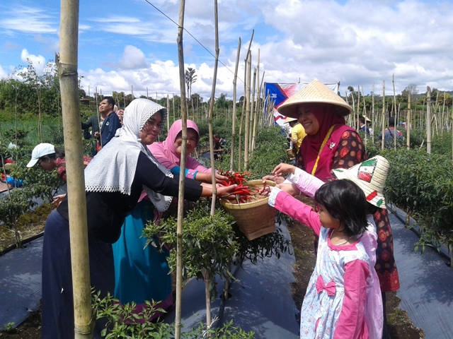 Agustus 2017, Indeks Harga yang Dibayar Petani Naik Jadi 126,55