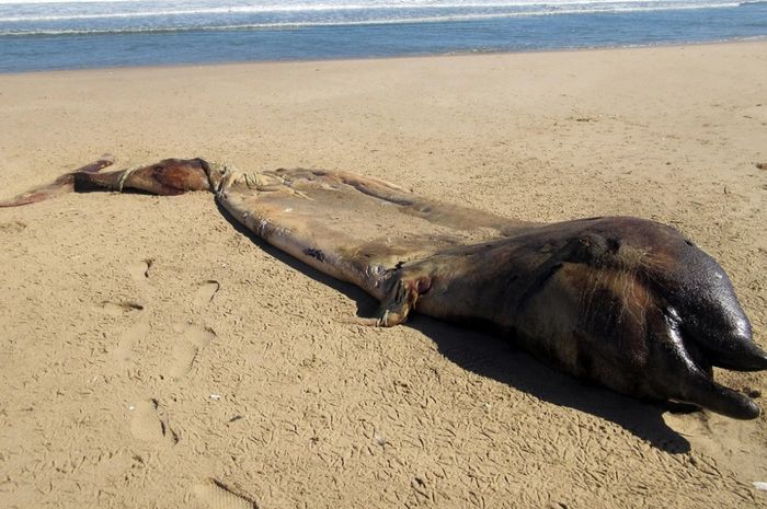 18 Tahun Tak Terlihat, Paus Unik Ini Ditemukan Mati di Namibia