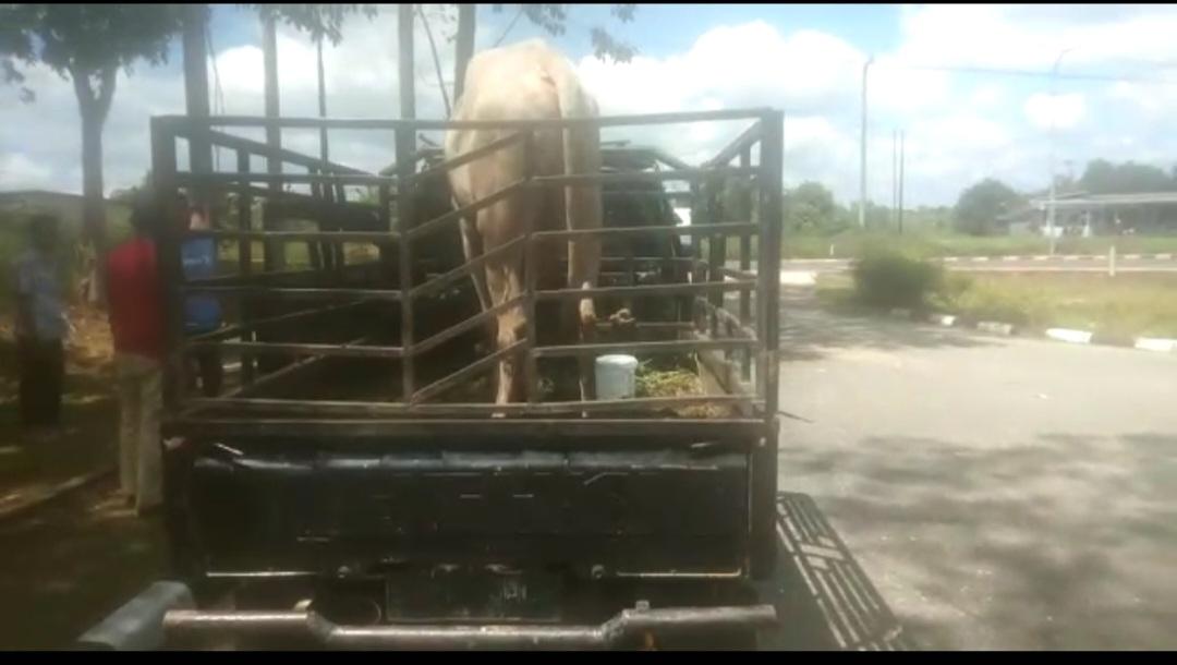 Penyekatan Hewan Ternak di Tebo Berakhir, 50 Sapi Diperiksa Petugas