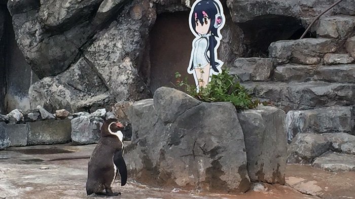 Penguin yang Jatuh Cinta pada Tokoh Kartun Anime Dikabarkan Mati. Ternyata Ia Pernah Punya Pasangan
