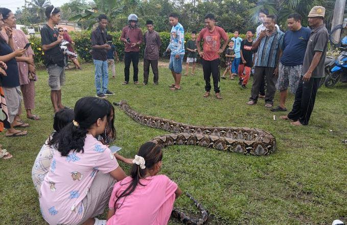 Warga Sungai Buluh Batanghari Jambi Dikejutkan dengan Penemuan Ular Piton Sepanjang Hampir 8 M