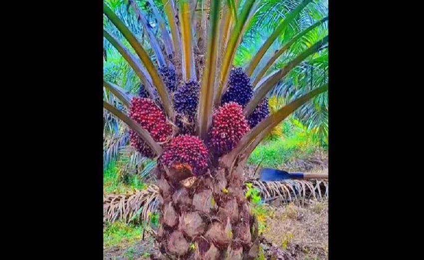 Melemah, Harga Sawit di Jambi Periode 17-23 April 2026 jadi Rp3.958 per Kg di Pabrik