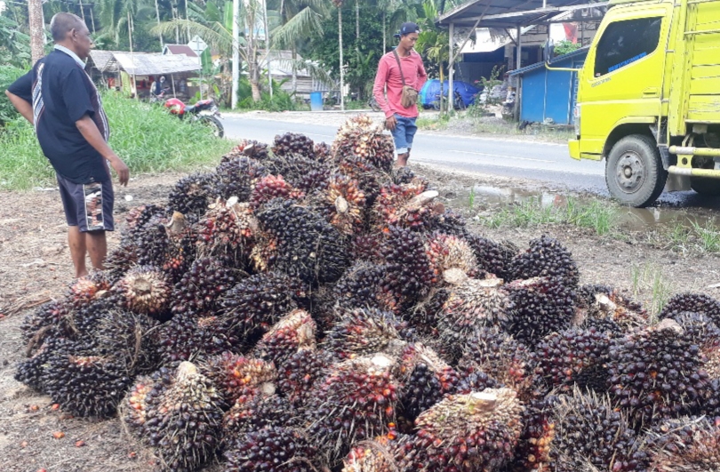 Disbun Provinsi Jambi Tetapkan Harga Sawit 10-16 Juli 2026 Jadi Rp3.856 per Kg di Pabrik - Tribunjambi.com