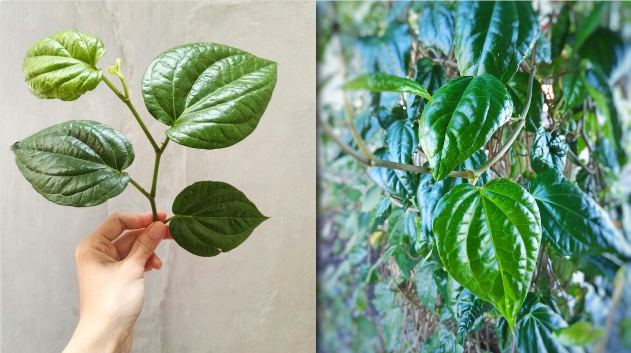Cara Menghilangkan Bau Badan dan Bau Ketiak dengan Daun Sirih