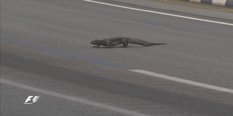 Seret Biawak Hidup-hidup Demi Konten Youtube, Pemuda Ini Harus Berurusan dengan Polisi