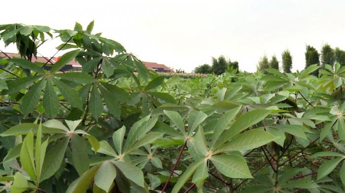 Manfaat Daun Singkong Baik untuk Pencernaan, Begini Cara Mengolah dan Memasaknya