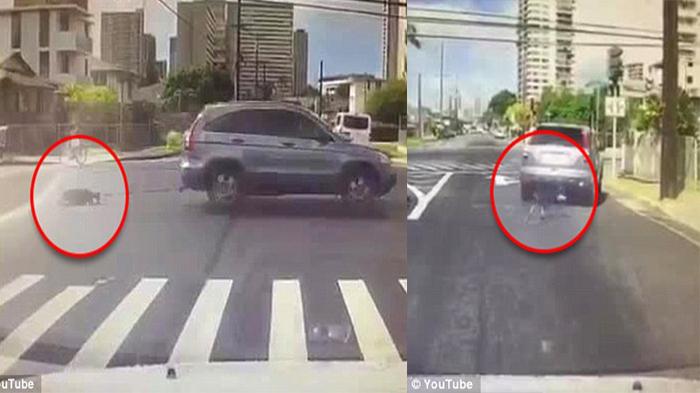 Astaga! Pemilik Ikat Anjing Dibelakang Mobil, Kemudian Seret, Ngeri yang Selanjutnya Terjadi