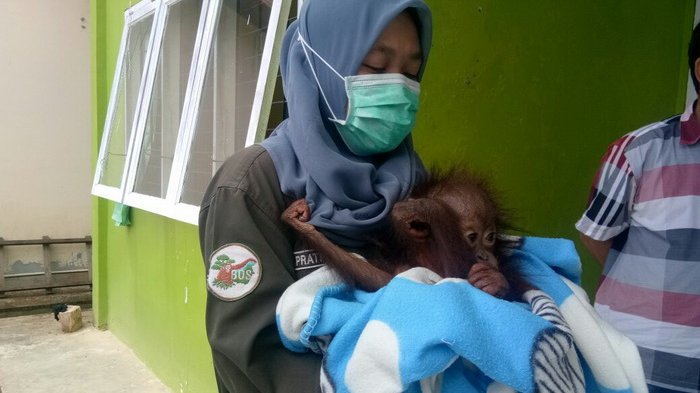 Tak Cuma Manusia, Bayi Monyet Juga Bisa Mal Nutrisi, Penyebabnya