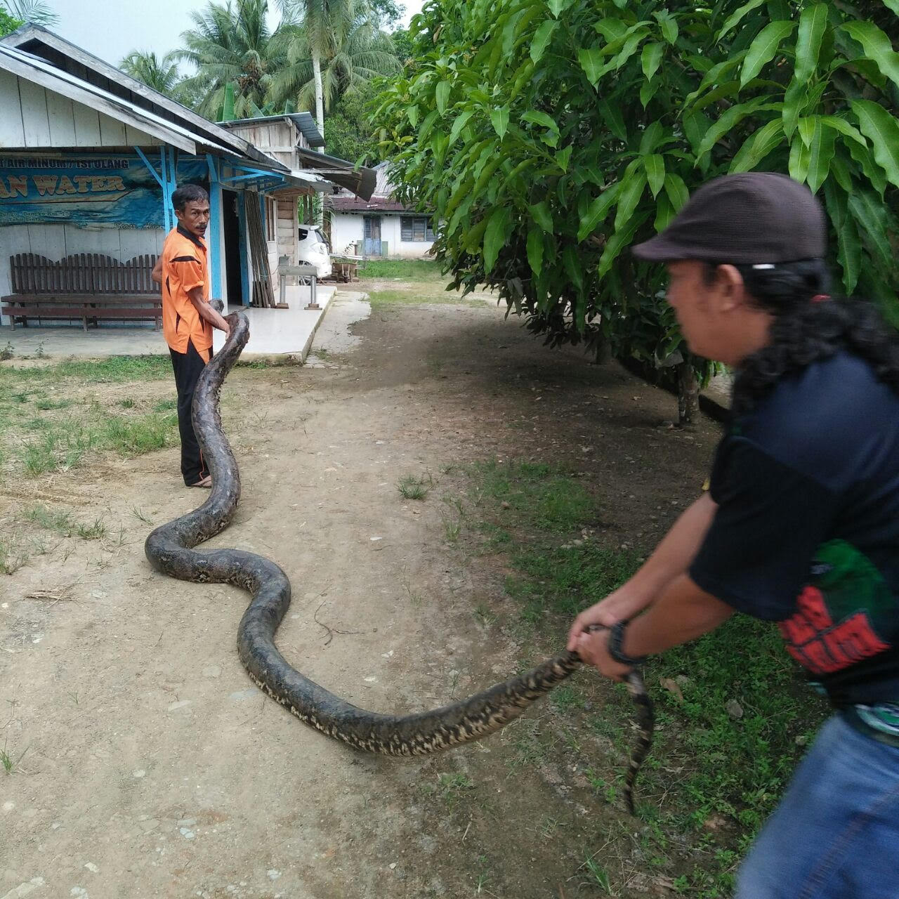 Warga Tabir Lintas Merangin Terkejut Suara Mendesis di Kebunnya, Ternyata Ular Besar
