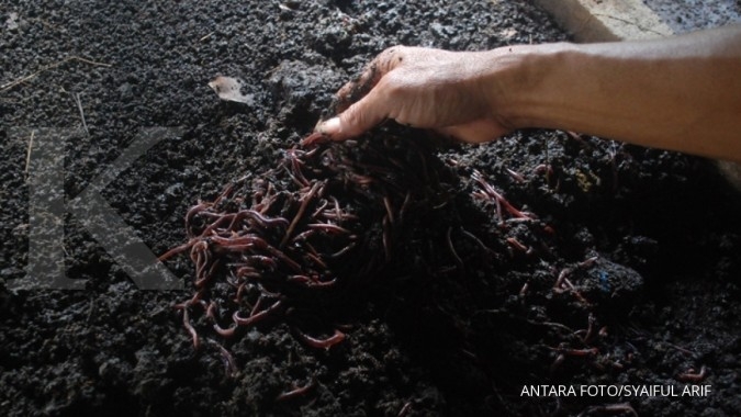 Ini Kata Ahli Soal Fenomena Munculnya Cacing di Solo & Klaten, Benarkah akan Ada Gempa Bumi?