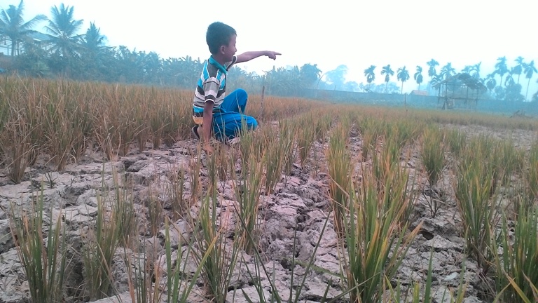 20150919_sawah-kering-kemarau_20150919_164531.jpg