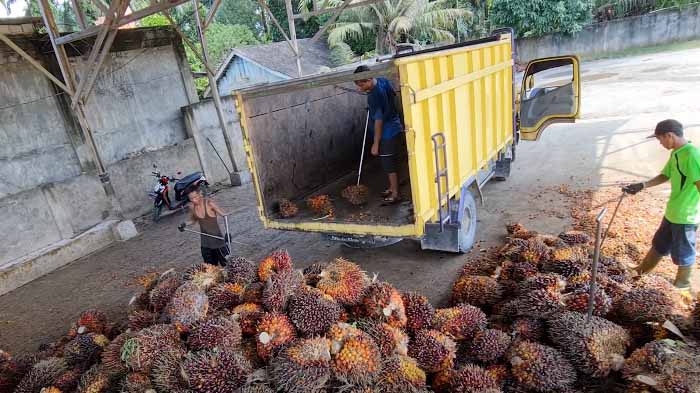20220630_kelapa-sawit_tbs.jpg