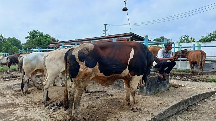 Warga Gunungkidul Tewas Ditendang Sapi 1 Ton, Tulang Dada Patah