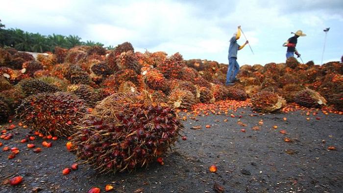 Update Harga TBS Sawit di Jambi Rp 3.505 per Kg untuk Periode 8-14 November 2024