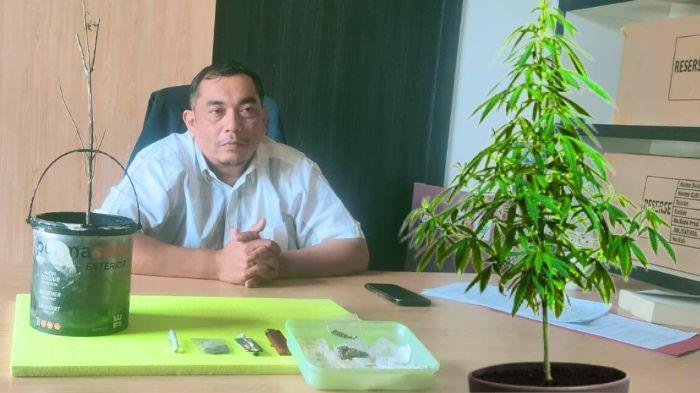 20260124-polisi-dan-tanaman-ganja.jpg