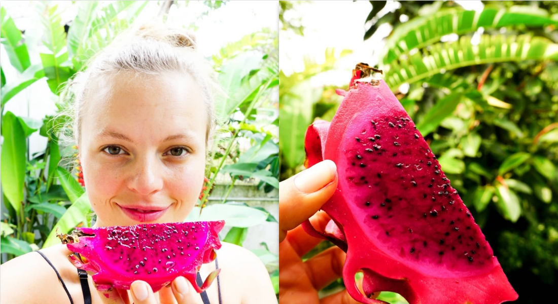 5 Orang Ini Tidak Disarankan Makan Buah Naga dalam Bentuk Apapun Padahal Kaya Manfaat Bagi Kesehatan