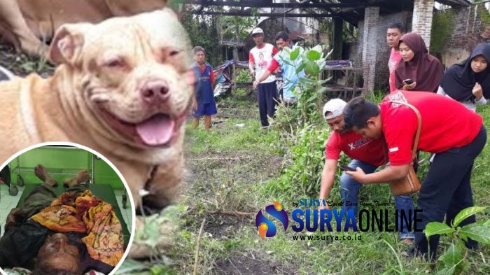 Warga Kediri Tewas Mengenaskan Digigit Anjing Pitbull Tetangganya, Ini Fakta-faktanya