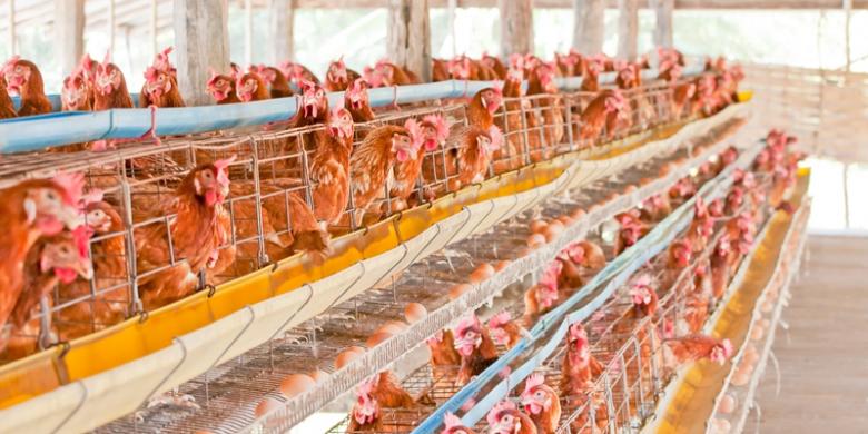 Cara Mengolah Makanan untuk Membunuh Virus Flu Burung