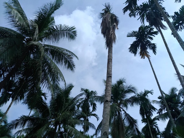 8 Pohon yang Dianggap Memiliki Unsur Mistis dan Keramat, Ada yang Digunakan untuk Ilmu Hitam